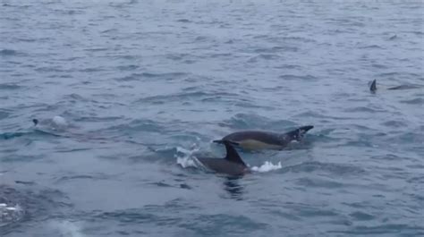 Dozens Of Dolphins In Falmouth Bay Cornwall Emerge Out Of Water In