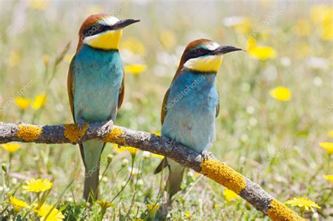 Couple Of Birds — Stock Photo © Gelpi 9439447