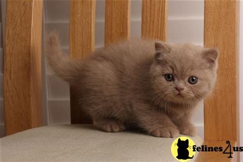 British Shorthair Kitten For Sale Awesome Personalities British