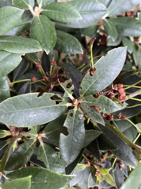 What Is Eating My Rhododendron Leaves Seems To Be Targeting Young