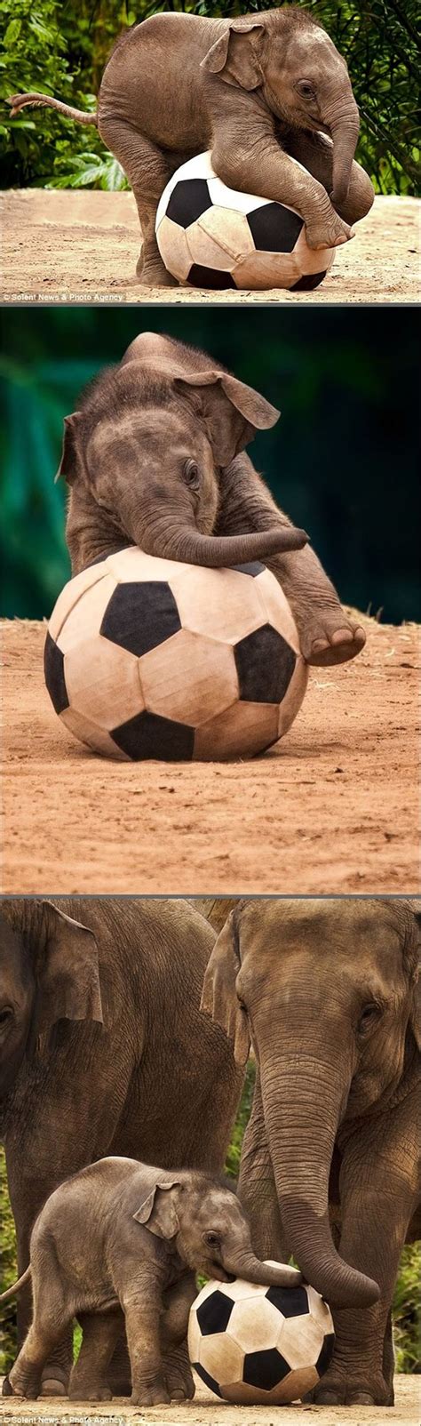 51 Best Animals Love Soccer Too Images On Pinterest Futbol Football