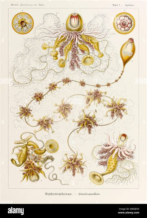 Siphonophorae By Ernst Haeckel Banque De Photographies Et Dimages à