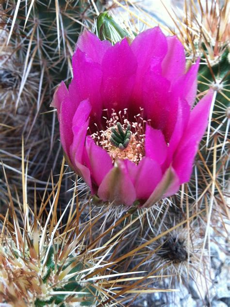 Pink Cactus Blossom Cactus Blossoms Cactus Bloom