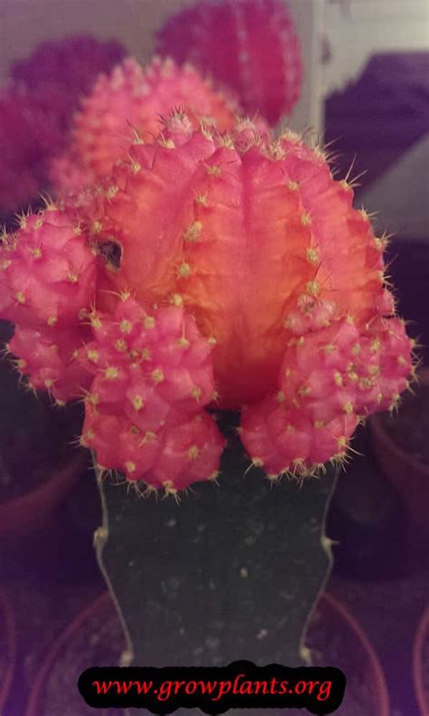 The beautiful, bright, colorful part of the moon cactus naturally does not produce chlorophyll, and the lack of chlorophyll allows. Moon cactus - How to grow & care