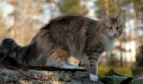Norwegian Forest Cat Breed Facts And Information Petcoach