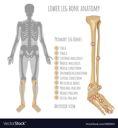 Joints of hand anterior view, lateral view, right hand. Lower leg bone anatomy Royalty Free Vector Image