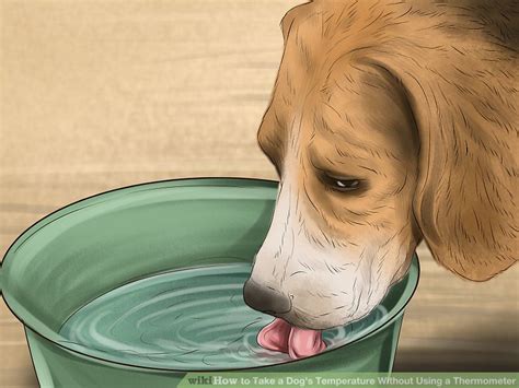 See full list on wikihow.com How to Take a Dog's Temperature Without Using a ...
