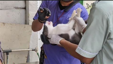 Bukan Diracun Ini Penyebab Puluhan Kucing Mati Mendadak Di Jakarta