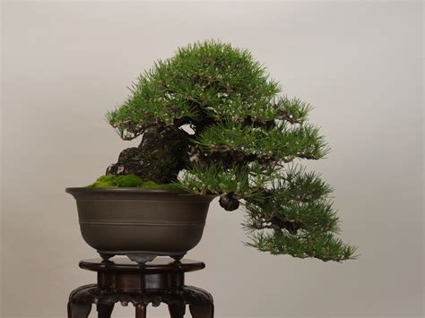 Tray cultivation) is the japanese art of growing trees, or woody plants shaped as trees, in containers. The Omiya Bonsai Art Museum, Saitama
