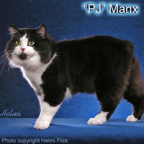 Manx Cat White Online