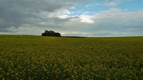Discovery and science channel's how it's made canola oil episode.all copyrights go to their respective owners. Rapeseed Fields in Eastern Germany Near Lychen - May 2015 ...