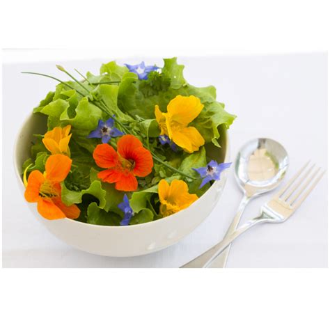 10 plants & flowers to beautify your garden this spring. Edible flowers growing kit