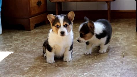 One male and five females. Welsh Corgi Puppies for Sale - YouTube