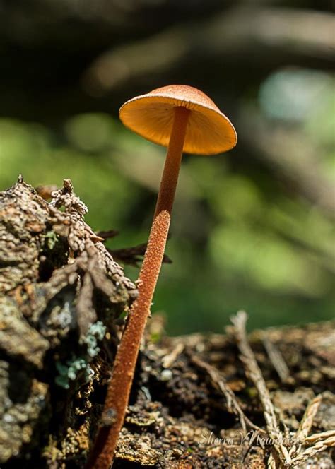 Tiny Mushroom - PentaxForums.com