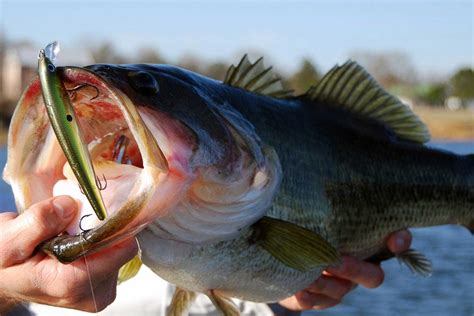 The 10 Best Bass Lures Of 2022