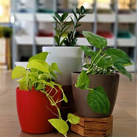 Indoor Desk Plants