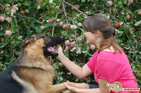 A false pregnancy usually runs its course and slowly begins to fade and will usually last 4 to 6 weeks. The Dog Owners Guide to the Canine Gestation Period ...