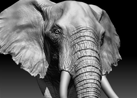 3d Model Elephant Head Turbosquid 1285471