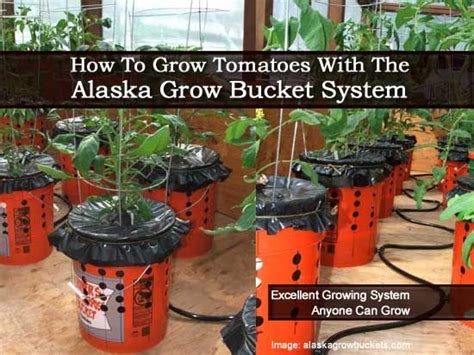 How To Grow Tomatoes With The Alaska Grow Bucket System