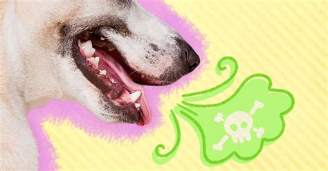 Dog Bad Breath Causes And Treatment Dodowell The Dodo