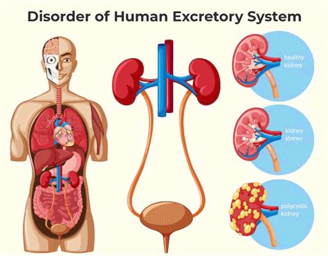 Human Excretory System Parts And Functions With Diagrams