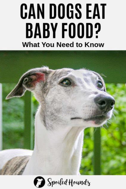 Feb 18, 2021 · however, the lactose in dairy can cause increased gas and bloating that can make a person feel even worse if things aren't moving through properly. Can Dogs Eat Baby Food? What You Need To Know - Spoiled Hounds