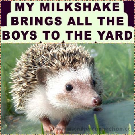 He is an anthropomorphic hedgehog from another planet born with extraordinary powers, most notably his incredible speed. 103 best images about Hedgehog Memes, Funnies, Quotes and Misc... @ Millermeade Farm's Critter ...