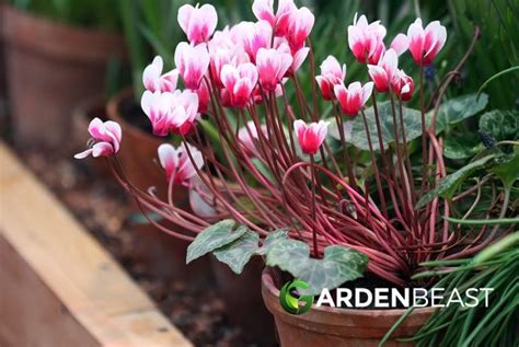 Cyclamen Guide How To Plant And Care For Cyclamen Plants