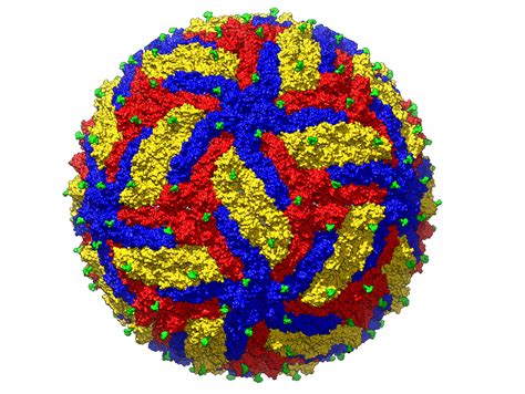 High Resolution Snapshot Of Zika Virus Reveals Clues To Fighting It