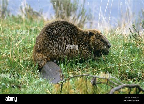 North American Beaver Canadian Beaver Castor Canadensis Sitting On