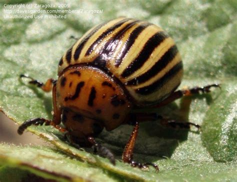 Bug Pictures Colorado Potato Beetle Leptinotarsa Decimlineata By
