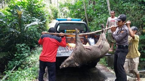Seekor babi hutan sedang sibuk. Berburu Babi Hutan Kini Jadi Kebiasaan Baru Warga Lereng ...