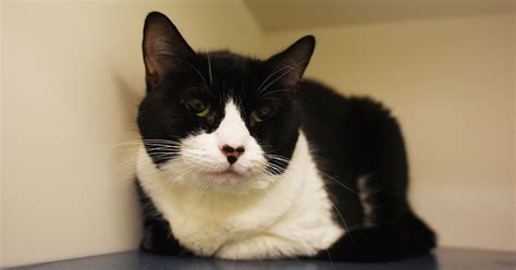 Signs of poisoning in cats or dogs may include Leslie | ASPCA