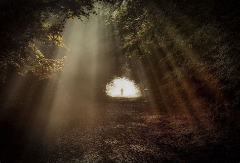 Earth Tunel Surreal Sun 1080p Fog Sunbeam Path Light Forest Hd