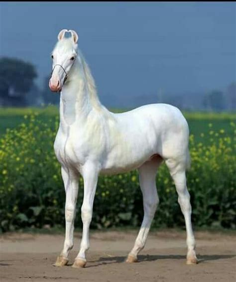 pin  bethany reyes  white horses horses rare horses rare horse breeds