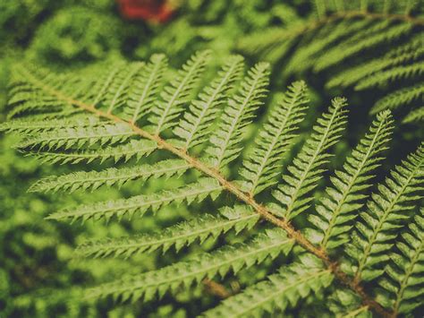 Fern Leaves Green Background Free Stock Photo - Public Domain Pictures
