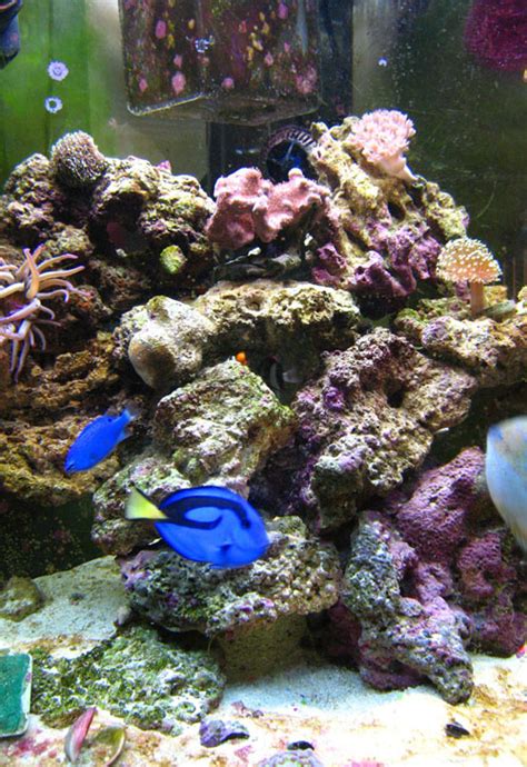 Marine Aquarium Wikipedia