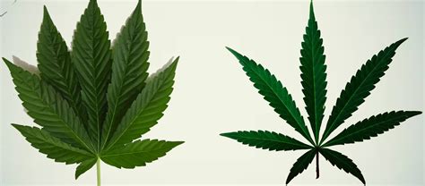 Believe it or not, those who have seen a lot of marijuana in their lives can identify different cannabis strains now that you understand the difference between the different types of strains let's find out which strains were voted the best by our readers. The Indica vs Sativa Strain Debate: Are They All That ...