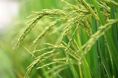 Rice Description History Cultivation And Uses Britannica