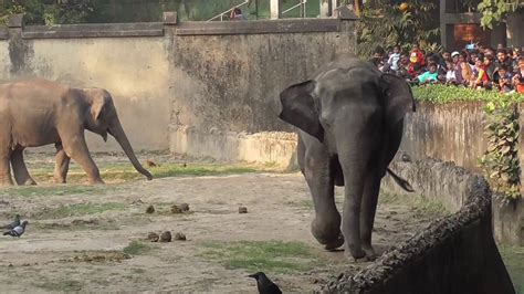 Elephant At Alipur Zoo Kolkata Cute Asian Elephant Wild India Youtube