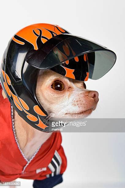 Dog Motorcycle Helmet Photos And Premium High Res Pictures Getty Images