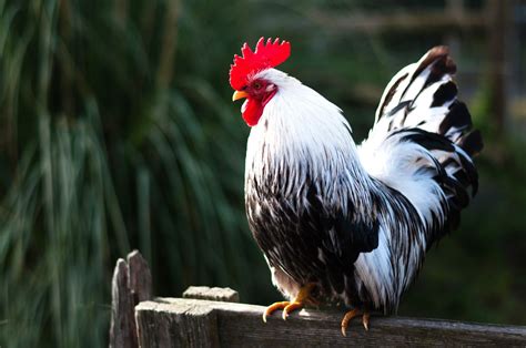Symbolic Meaning Of The Rooster On Whats Your Sign