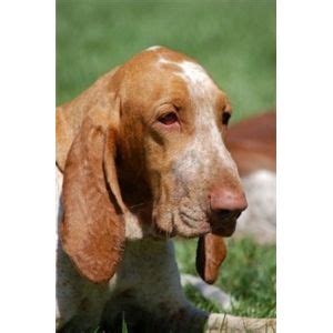 Cerca trova canile, bracco italiano dogs. Bracco Italiano (Italian Pointer) puppies - Ad #43516