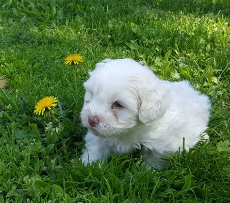 They originated in tibet, but are most associated with china where they were highly revered as a review how much shih tzu puppies for sale sell for below. Shih Tzu Puppies For Sale | Barron, WI #299843 | Petzlover