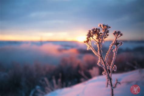 Winter Sunrise With Hoar Frost And Mists — Miksmedia