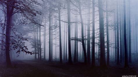 Dark Forest HD Desktop Wallpaper