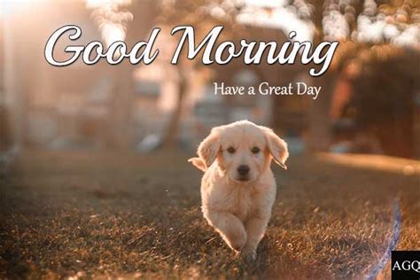 20 Good Morning Animal Images And Pictures