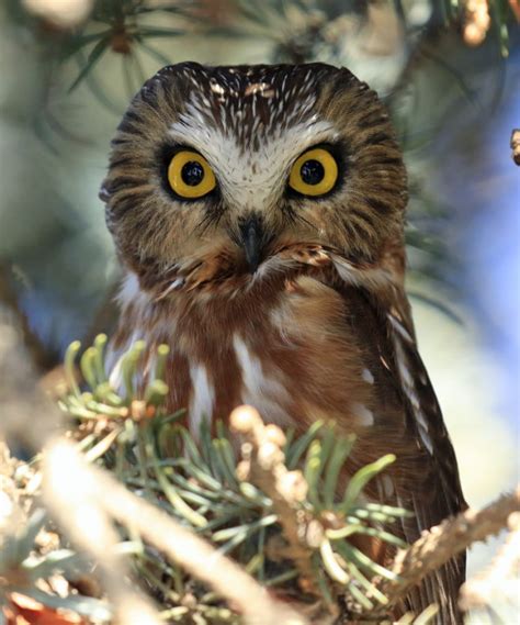 Bird Lore Northern Saw Whet Owl My Edmonds News