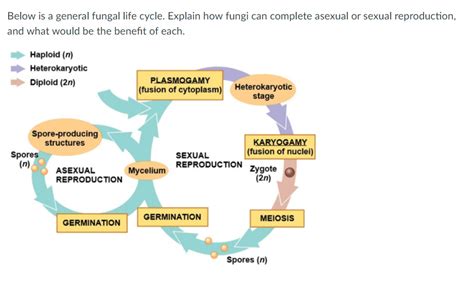 Solved Below Is A General Fungal Life Cycle Explain How