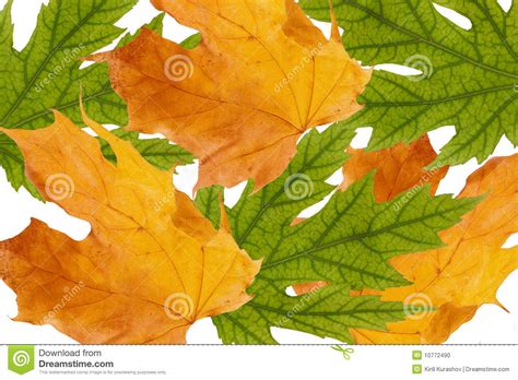 Bunch Of Green And Yellow Leaves Stock Photo Image Of Withering